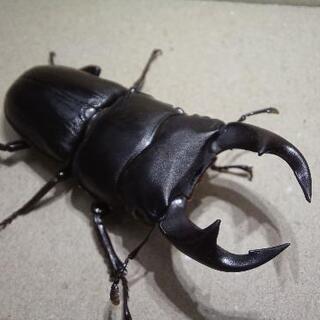 【値下げ】オオクワガタ　ペア①の画像