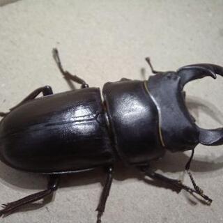 【値下げ】オオクワガタ　ペア①の画像