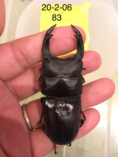 久留米産オオクワガタ 83mmペア