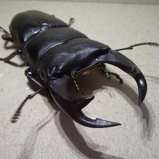 オオクワガタ♂️単品(一度交尾に使用済み)の画像