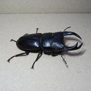 オオクワガタ♂️単品(一度交尾に使用済み)の画像