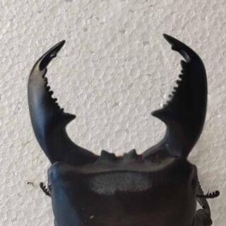 スマトラヒラタ♂1♀2の画像