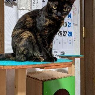里親募集　成猫1才2ヶ月　メス