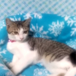 3か月ぐらいの子猫