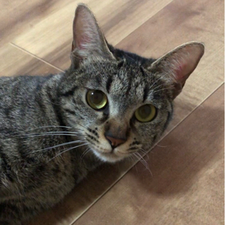 キジトラ　メス　ビビリの甘えん坊