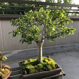 けやき盆栽　中品