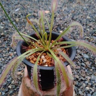 ♣食虫植物ドロセラ・カペンシス 開花中 