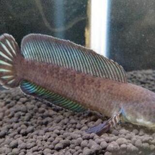 ニューレインボースネークヘッド　熱帯魚