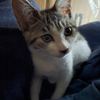 子猫の里親募集