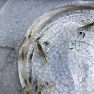 ミナミヌマエビ　大きさ色々の画像