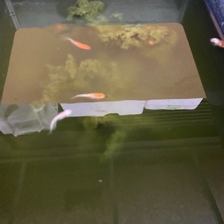 メダカ売ります。の画像