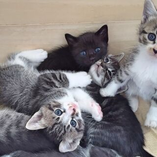 【生後1か月半】子猫6匹（母猫去勢済）