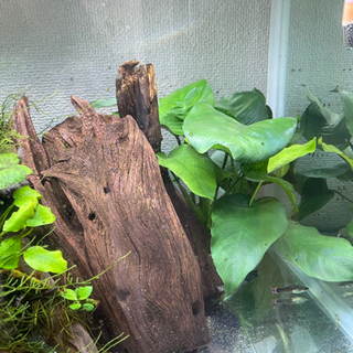 流木水草等、水槽セットの画像