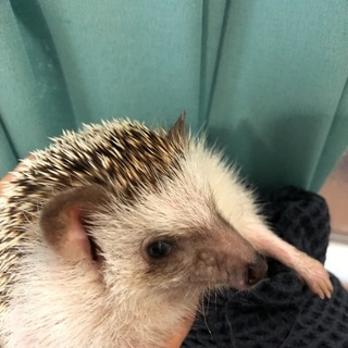ハリネズミ　男の子