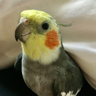 オカメインコ　迷子