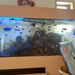 海水魚売ります