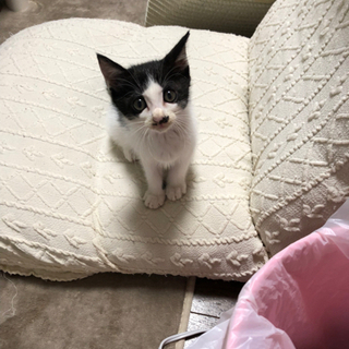 里親募集　子猫♀