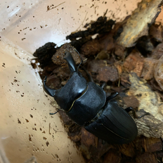 スジブトヒラタ幼虫5匹セット