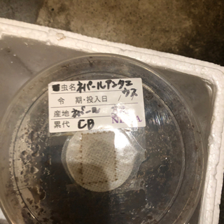 ネパールアンタエウス（ネパールヒラタクワガタ）の画像