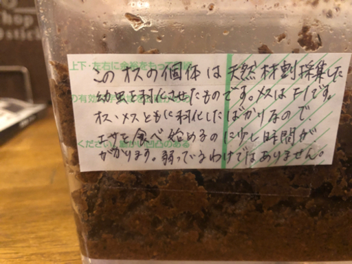 国産オオクワガタ　つがい　♂♀