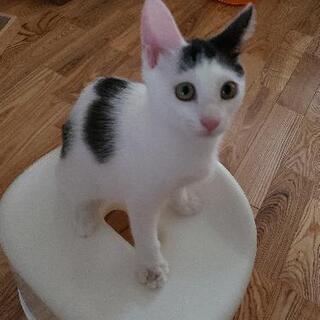 町内で里親さん決定。ありがとうございます。4ヶ月の美猫です。小さ...