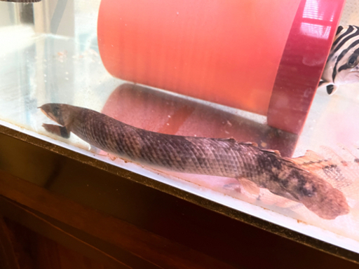 ポリプテルスレトロピンニス　熱帯魚　古代魚