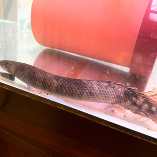 ポリプテルスレトロピンニス　熱帯魚　古代魚