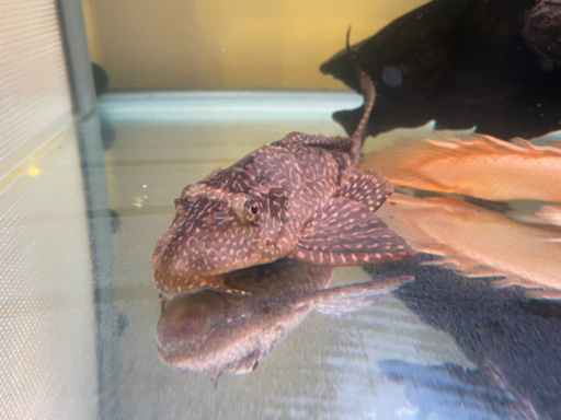 熱帯魚古代魚大型魚セット売りプレコポリプテルスパロットファイヤーレッドフィンバルブシルバーシャーク