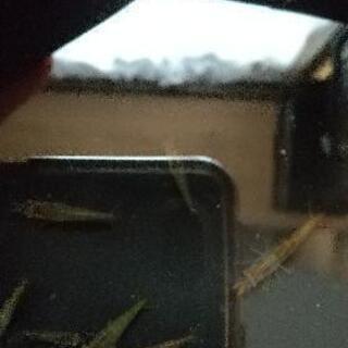 ミナミヌマエビ10匹セットの画像