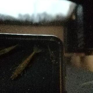 ミナミヌマエビ10匹セットの画像