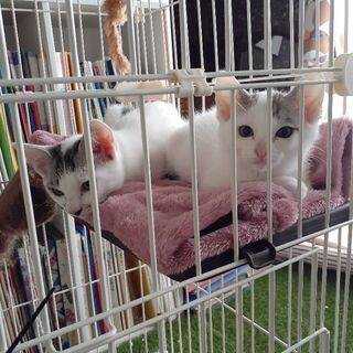 美形な仲良し兄妹子猫