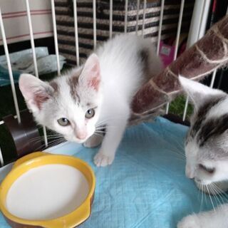 美形な仲良し兄妹子猫 - 日立市