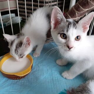 美形な仲良し兄妹子猫 − 茨城県