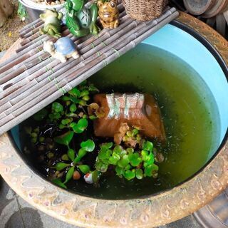 睡蓮鉢 スイレン メダカ 金魚 陶器 78cm 水抜き穴