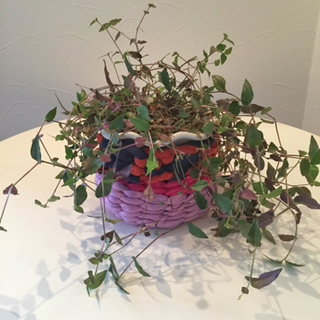 観葉植物　ブライダルベール　リメイク鉢カバー