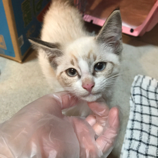 〈募集停止〉生後３ヶ月 子猫 ♂譲渡費用こちらで負担