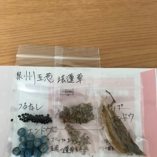 野菜の種　※23年春夏引越予定