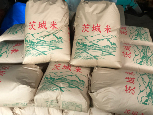 令和5年　茨城産コシヒカリ玄米　残り1袋！早い者勝ち！！