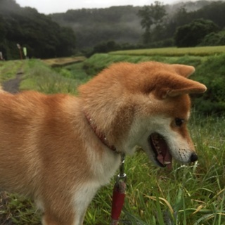 保護犬　推定１０歳　メス
