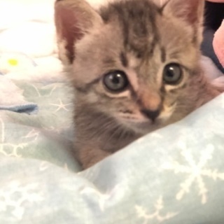 保護子猫、約１ヶ月ほど