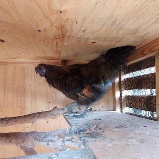 素敵な里親様が決まりました烏骨鶏　若いオス一羽と雛4羽 − 山口県