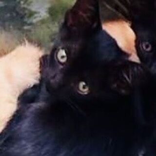 一カ月半くらいの黒とサビの兄妹