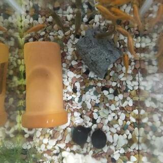 子供の金魚いりませんか？の画像