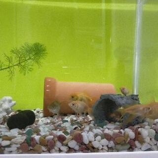 子供の金魚いりませんか？の画像