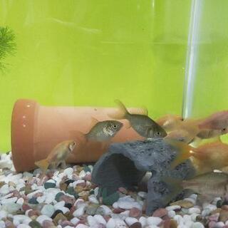 子供の金魚いりませんか？の画像