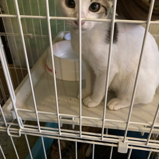 子猫メストライアル決定