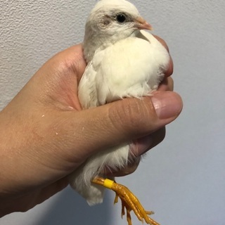 ひめうずら　その日から飼える　手作り小屋とエサつき