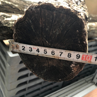 しいたけ原木（植菌済）　1本〜の画像