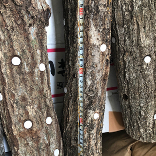 しいたけ原木（植菌済）　1本〜の画像