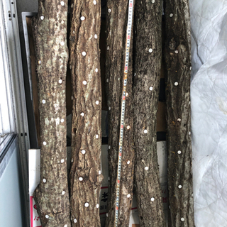 しいたけ原木（植菌済）　1本〜の画像